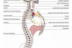LHCP - anatomie - Hygiene Vitale